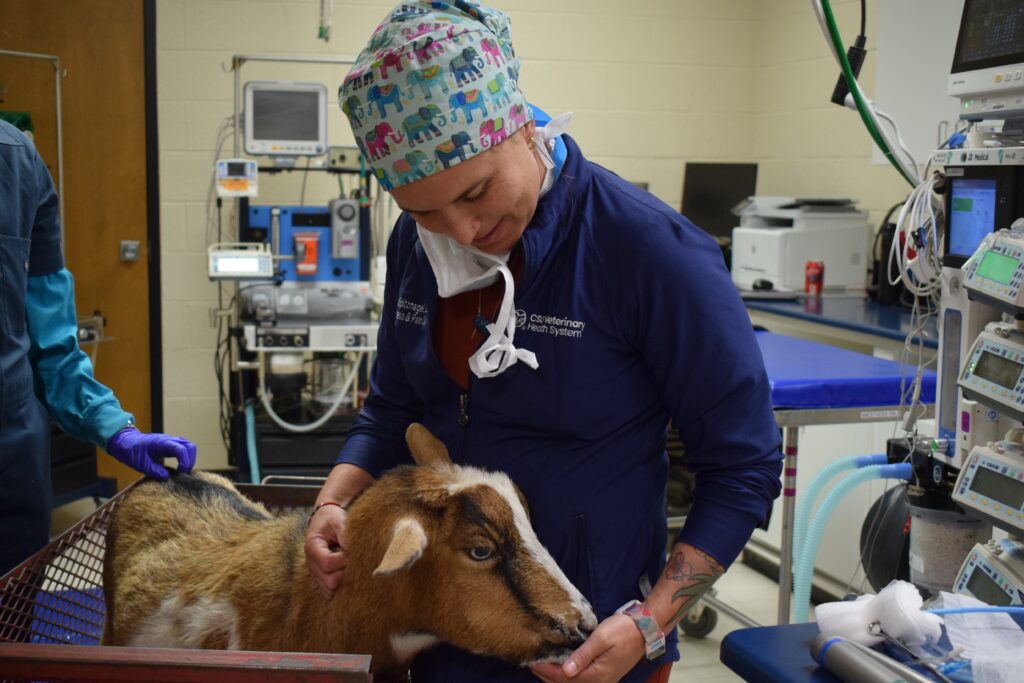 Anesthesiology resident Dr. Katya Spitznagel with Boots preparing for his anesthesia