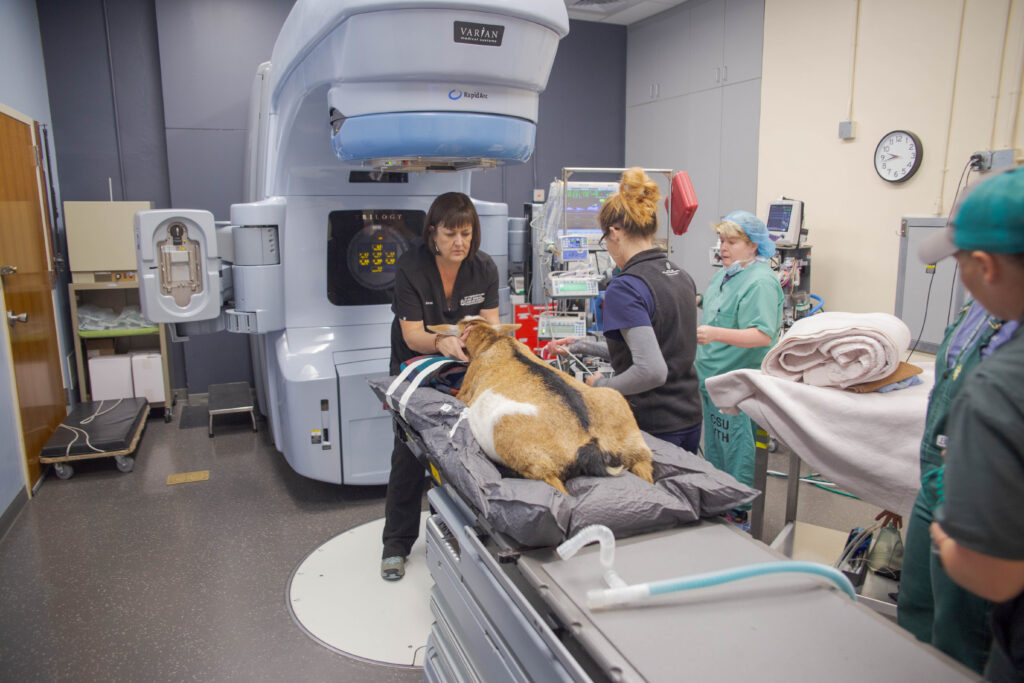 Boots undergoing radiation therapy in 2024