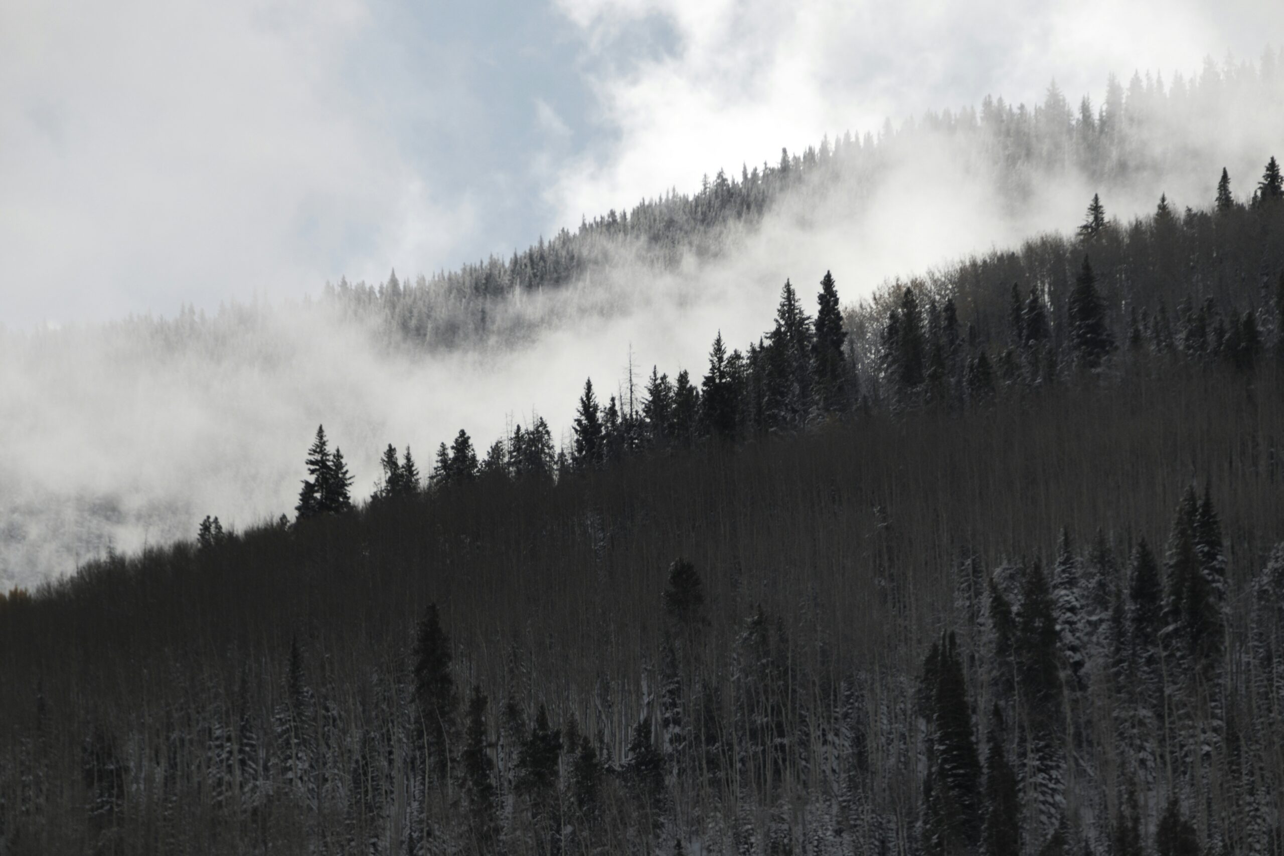 hazy tree landscape