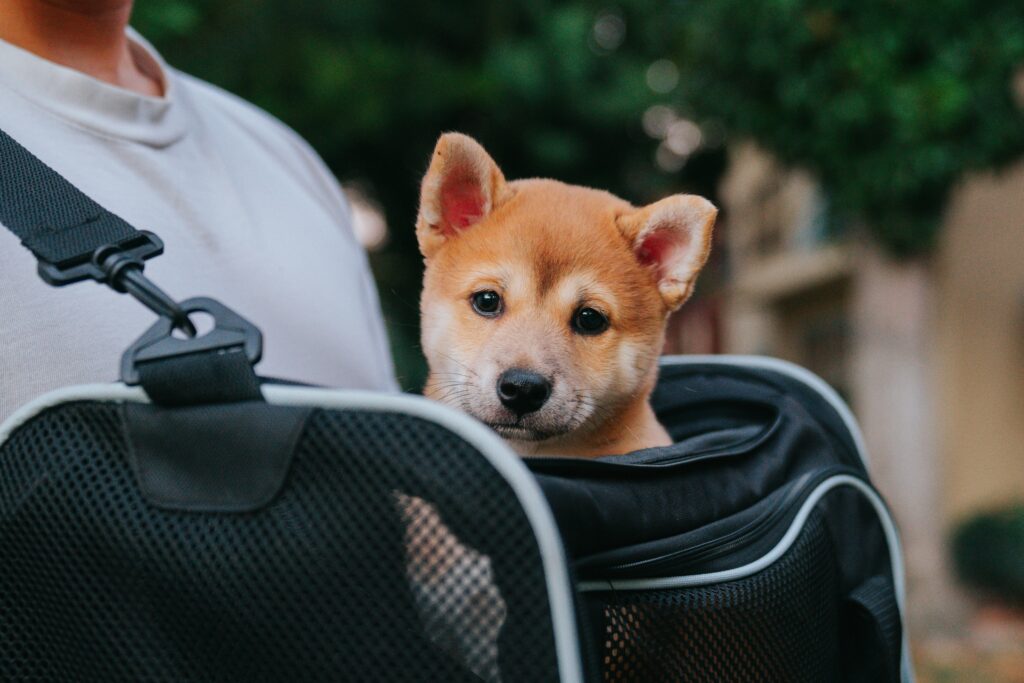 Dex ezekiel nOCYgeOtX8 unsplash