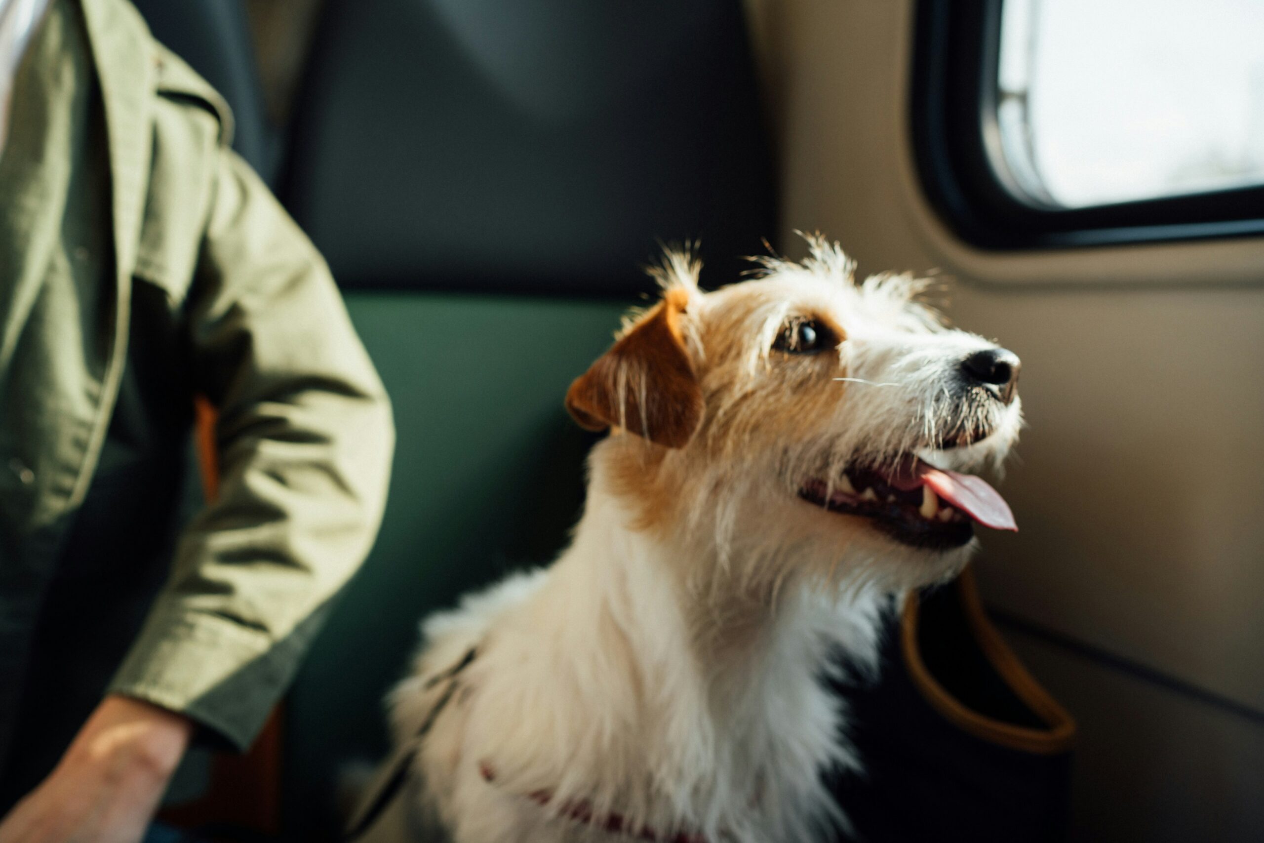 Dog looking out the window in car