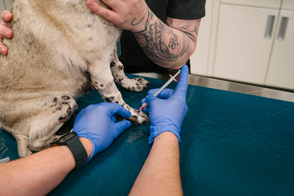  Dog undergoing immunotherapy in its paw. 
