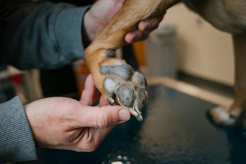 Photo of signs of a dog nibbling its paws. 