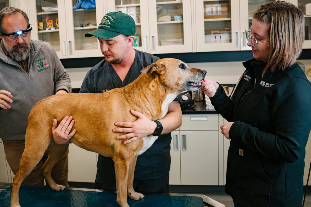 VHS Dermatology team: Dr. Jeremy Bachtel and veterinary technicians Max Dault and Cassidy Clendenning examining a patient. 