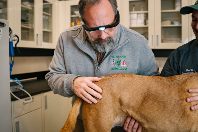 Dr. Jeremy Bachtel, a veterinarian with CSU’s Dermatology service, evaluating a patient’s skin.