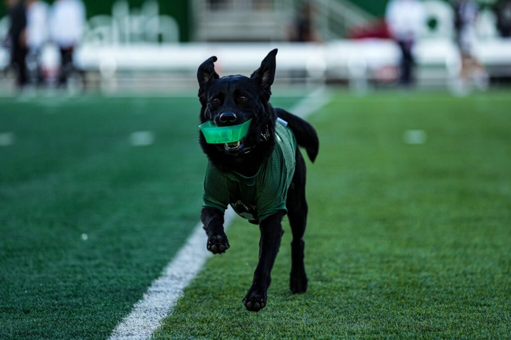Wonder catching a tee on the CSU football field