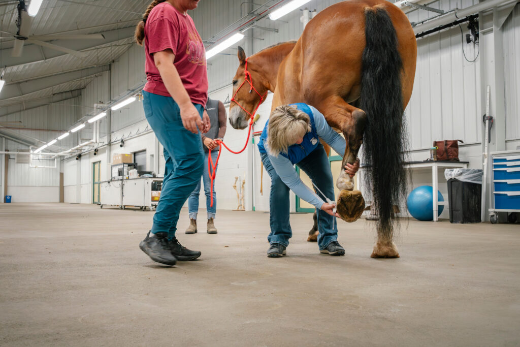 Champ's hoof being evaluated by Dr. Melissa King