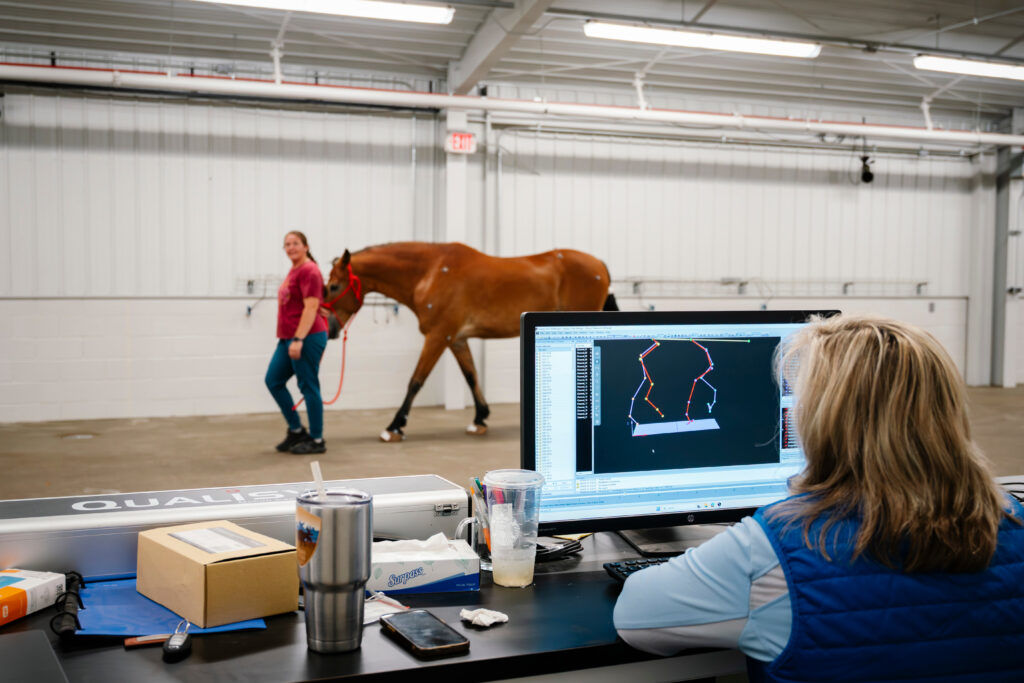 Champ being evaluated by Dr. Melissa King, associate professor in equine sports medicine and rehabilitation analyzing the force plate measurements