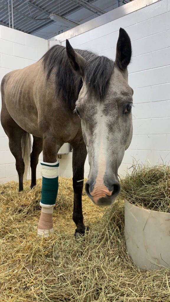 Chenoa hospitalized at the Johnson Family Equine Hospital 