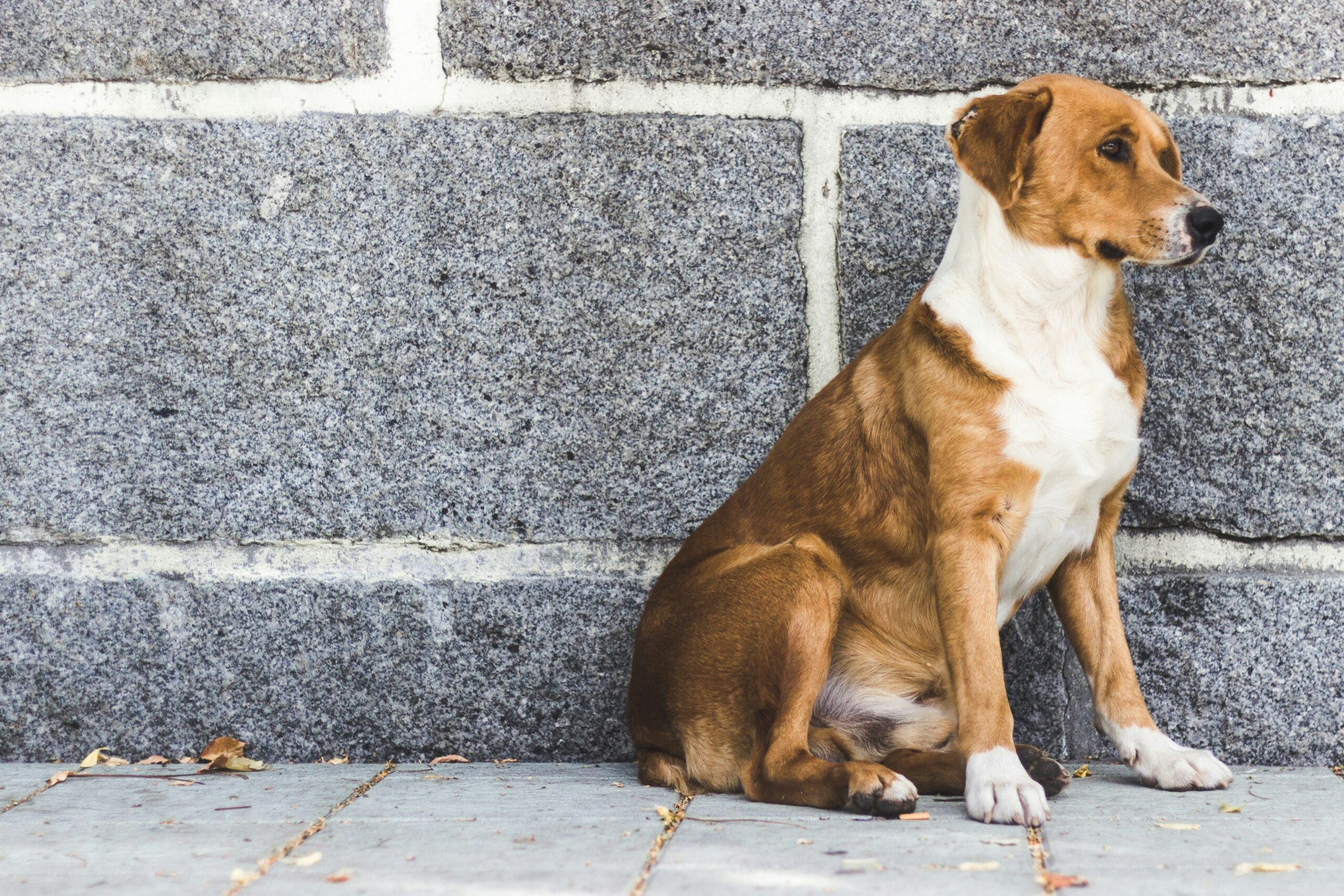 tan and white dog sitting in front of a gray brick wall