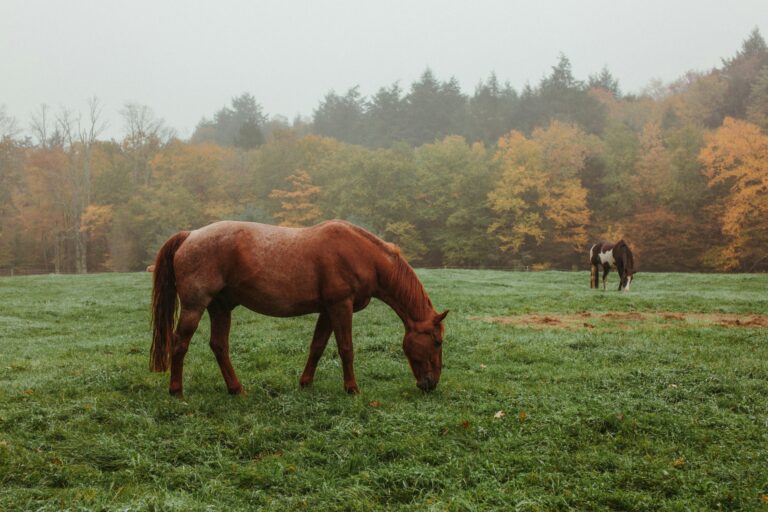 Horse in a field eating grass