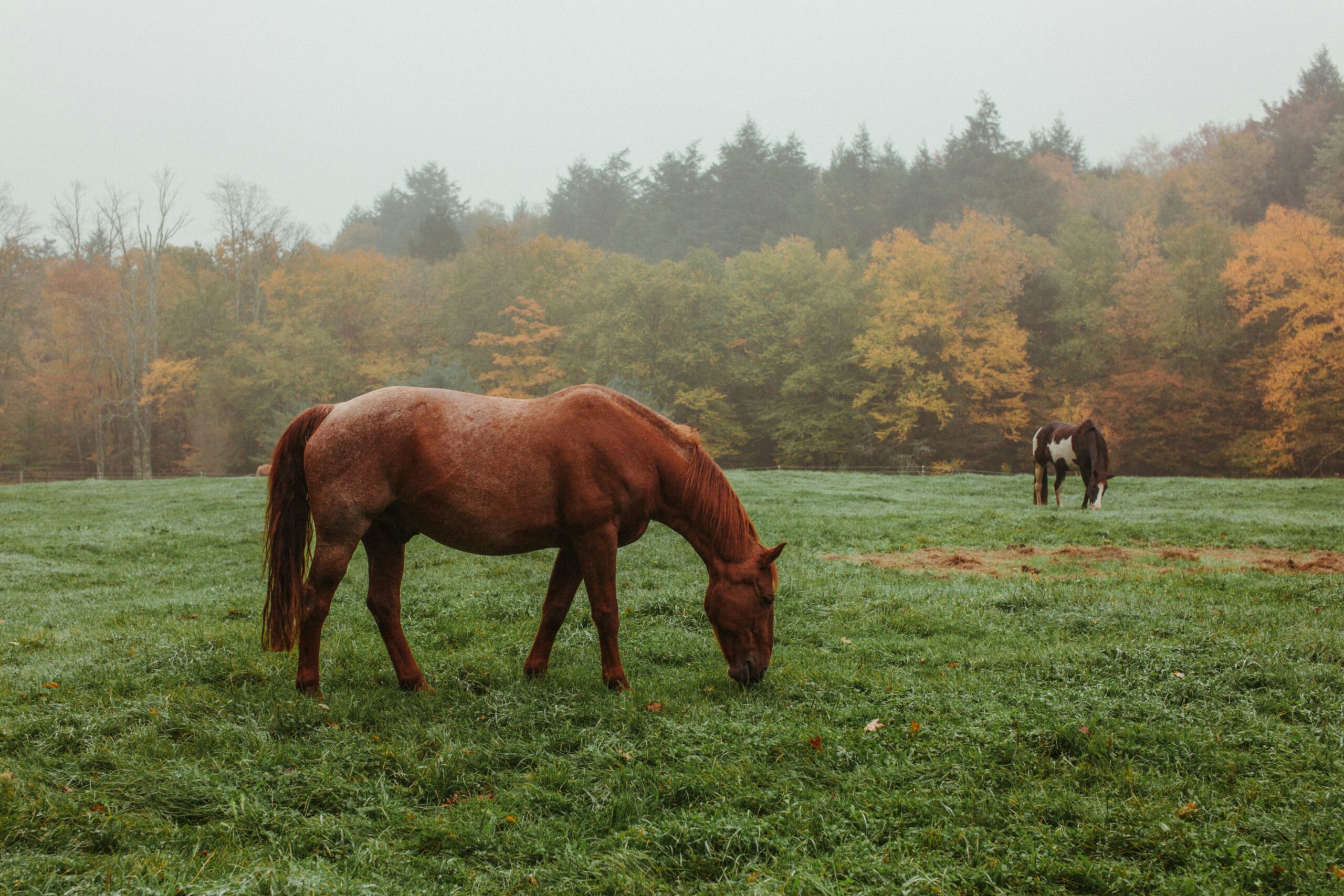 Horse in a field eating grass
