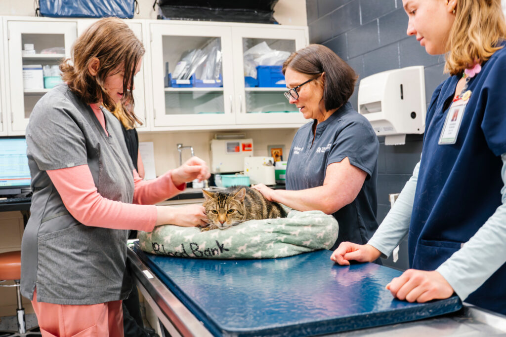 RVT Stacey Cooper with Chalupa during her blood donation appointment